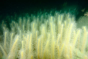 Zanahorias de mar