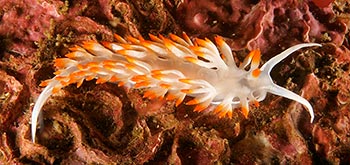 flabellina