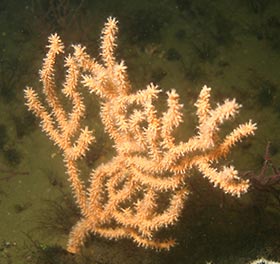 Gorgonia verrugosa