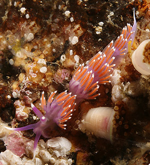 nudibranquio