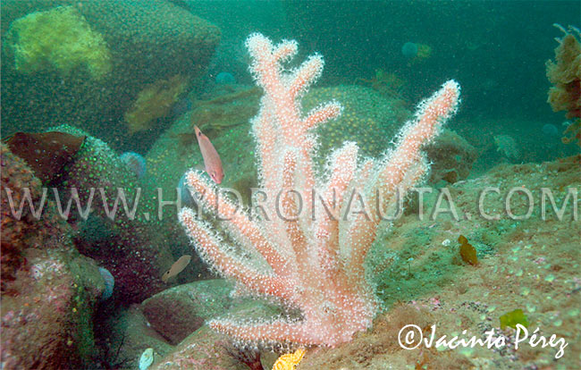 Alcyonium palmatum