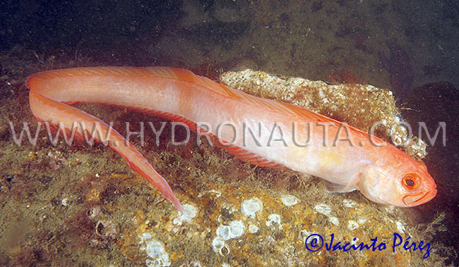 Cepola macrophthalma