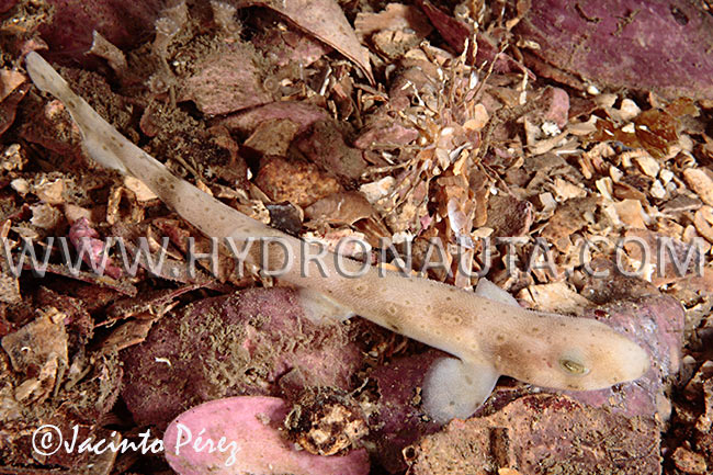 Scyliorhinus canicula