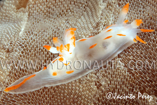 Polycera quadrilineata