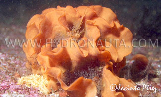 Pentapora fascialis