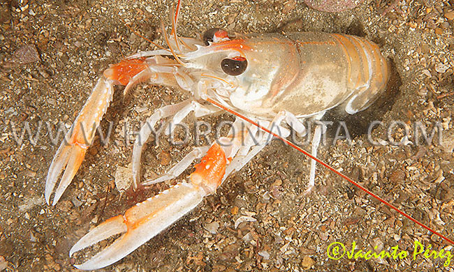 Nephrops norvegicus