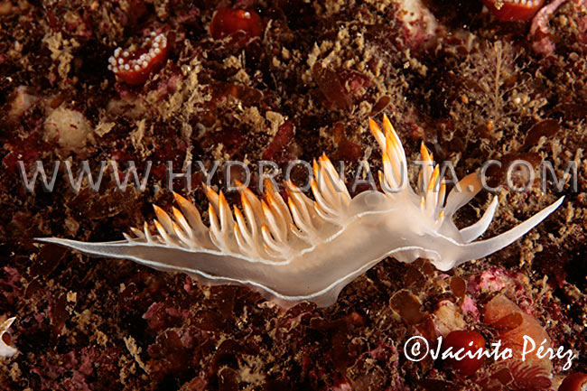 Flabellina babai