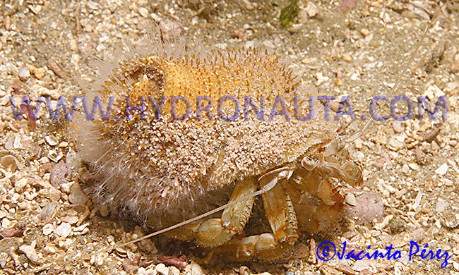 Hydractinia echinata