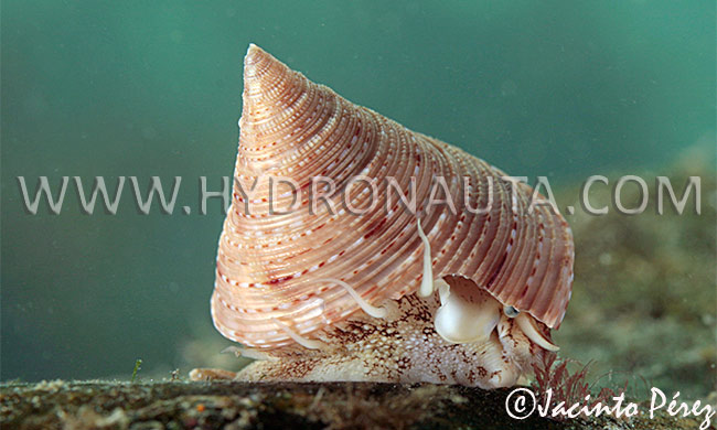 Calliostoma granulatum