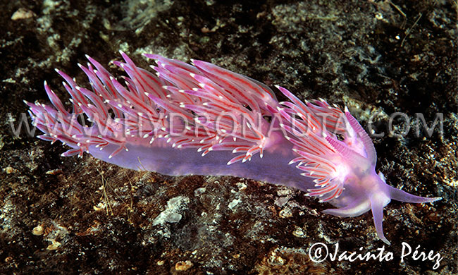 Flabellina affinis