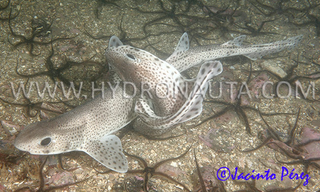 Scyliorhinus canicula