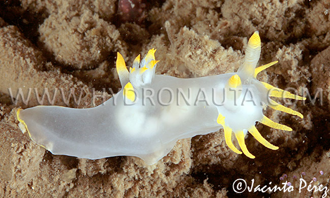 Polycera faeroensis