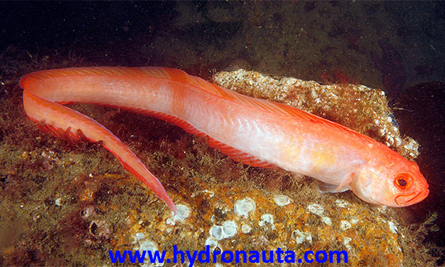 Cepola macrophthalma