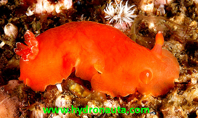 Dendrodoris herytra