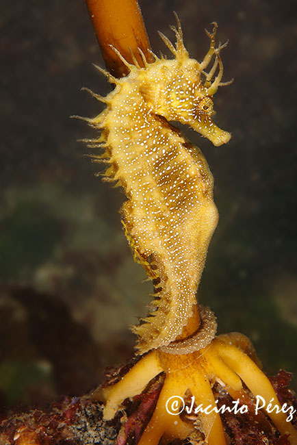 Hippocampus guttulatus