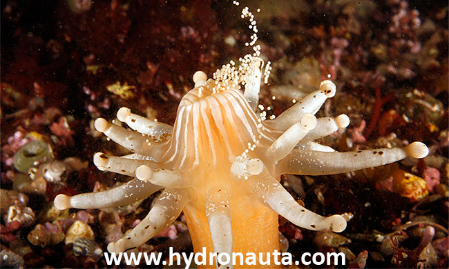 Anemonactis mazeli