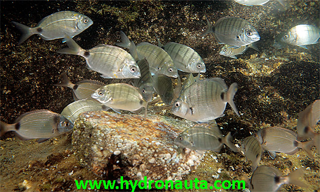 Diplodus sargus