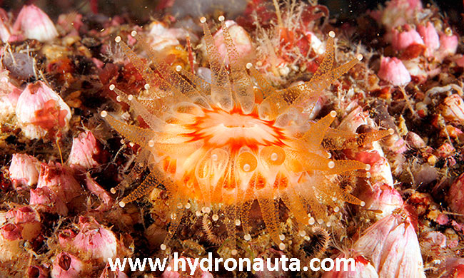 Caryophyllia smithii