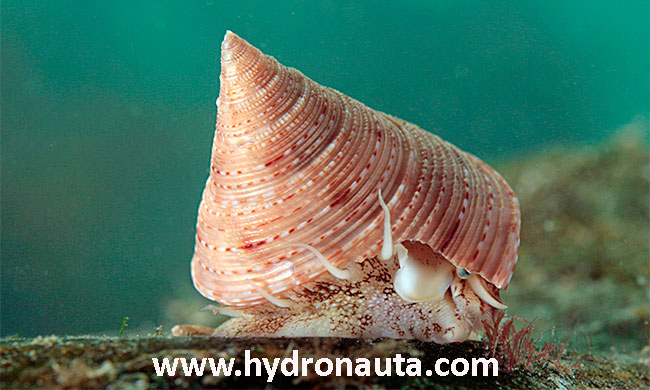 Calliostoma granulatum