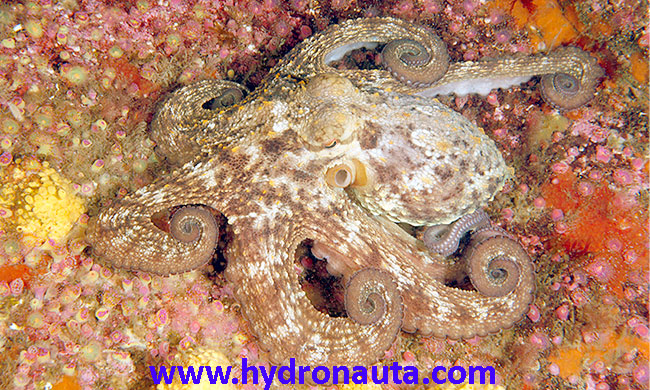 Octopus vulgaris