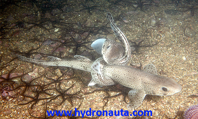 Scyliorhinus canicula