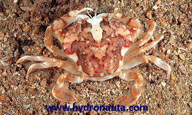 Liocarcinus marmoreus