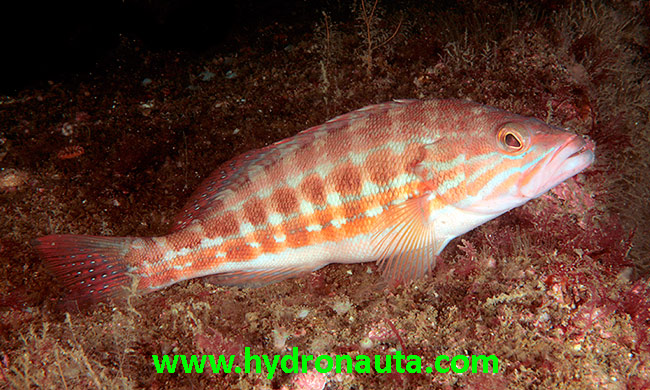 Serranus cabrilla