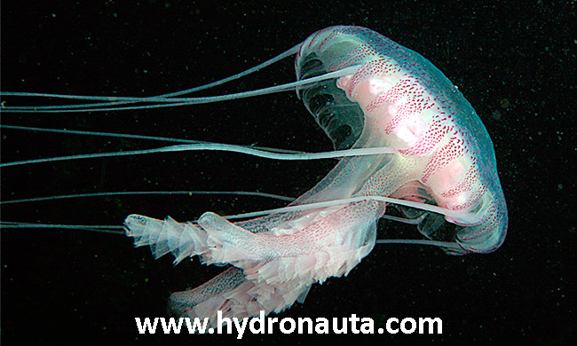 Pelagia noctiluca