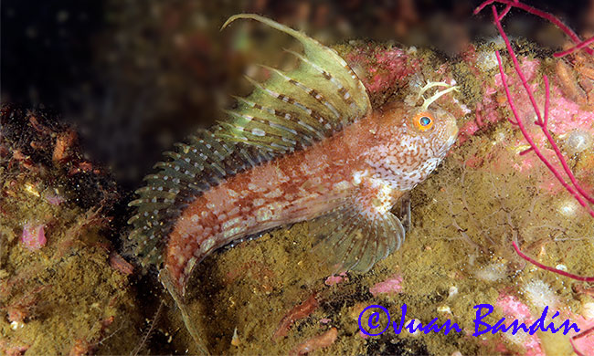 Blennius ocellaris