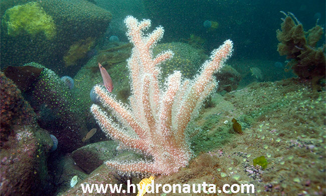 Alcyonium palmatum