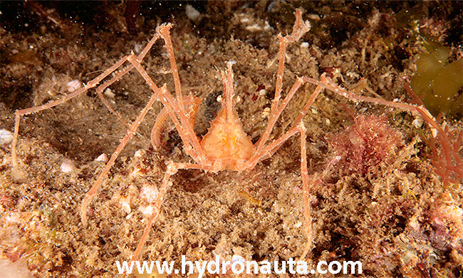 Macropodia longipes