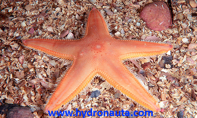 Astropecten irregularis