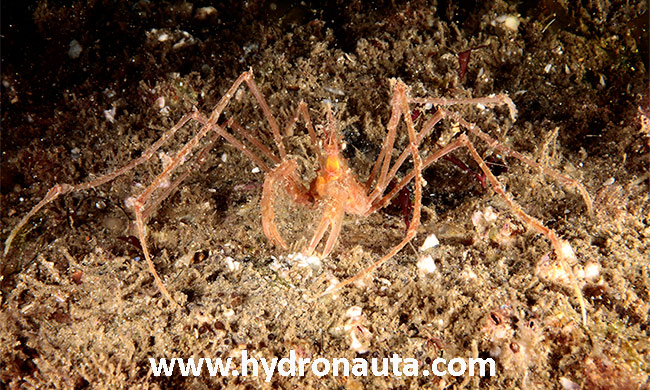 Macropodia longipes