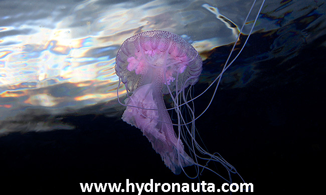 Pelagia noctiluca