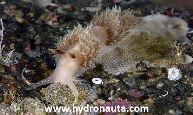 Nudibranquio