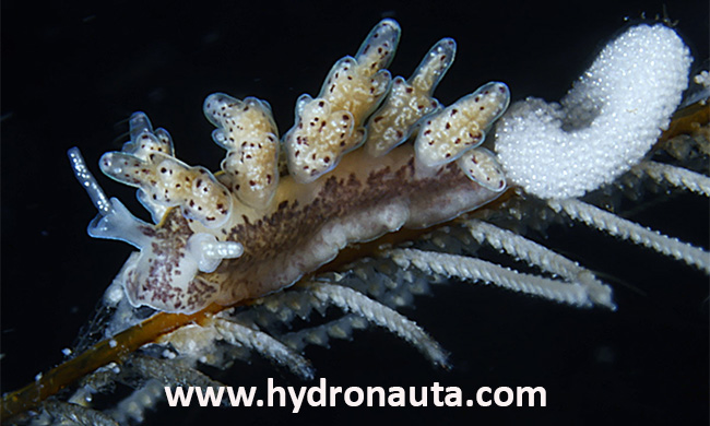 NUDIBRANQUIO
