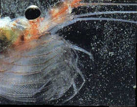 Krill