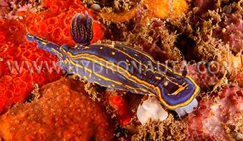 Hypselodoris cantabrica