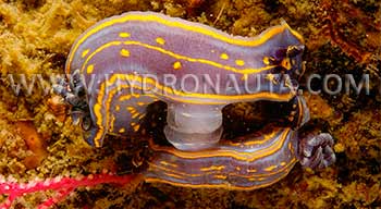 Hypselodoris cantabrica copulando