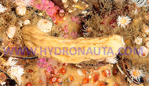 Sycon quadrangulatum