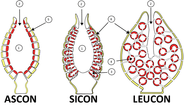 tipos porifera